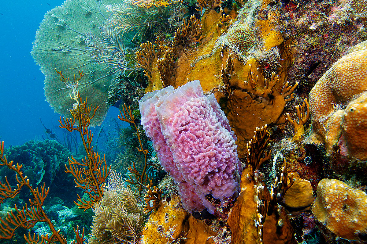 Beautiful living corals
